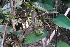 Smilax zeylanica